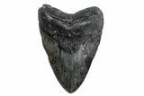 Fossil Megalodon Tooth - North Carolina #380153-1